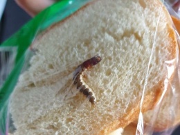 "Акции в АТБ": в Днепре женщина рассказала, что нашла живую личинку в хлебе