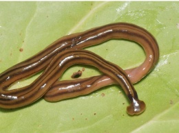 У каждого пятого на Земле в организме живут черви - международное исследование