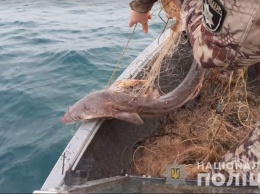 Возле Джарылгача водные браконьеры наловили рыбы на 130 тысяч гривен