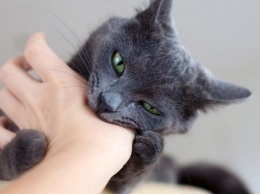 Почему кошка может укусить за руку, когда ее гладишь