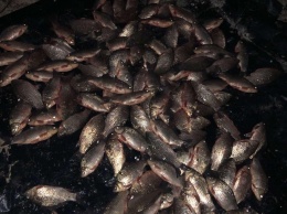 «Удачная» рыбалка: житель Херсонщины задержан на браконьерстве