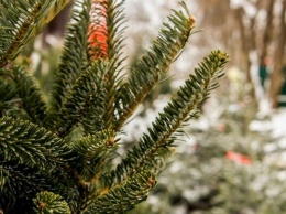 «Новогоднее чудо»: в Днепре мужчина бесплатно раздает елки горожанам