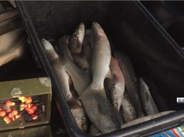 Керченские ветинспекторы отправили на уничтожение почти 60 кг рыбы