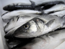 Украина увеличила вылов рыбы в Черном море