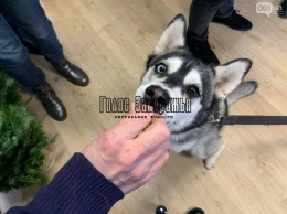 В Запорожье собака получила грамоту от городской власти (ФОТО)
