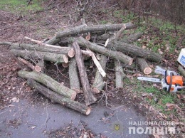 На Днепропетровщине поймали двух мужчин, которые незаконно спилили более 20-ти деревьев