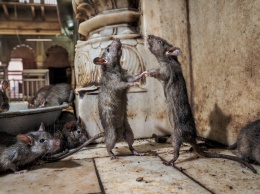 В Ашхабаде отмечается небывалое нашествие крыс
