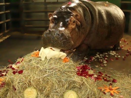 На день рождения: бегемотихе в харьковском зоопарке подарили автомобиль