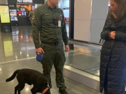 В "Борисполе" задержали украинку, которая летела в Израиль в кроссовках с наркотиками