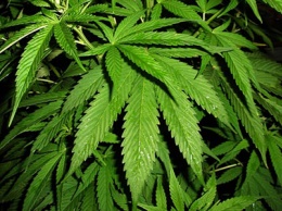 Во Франции обнаружили 373 килограммов марихуаны в грузовике