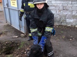 В Днепре собака упала в люк и не смогла выбраться, - ФОТО