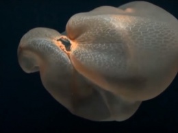 Ученым удалось снять на видео странную медузу из глубин океана