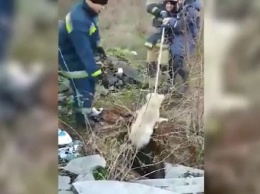 В Кривом Роге спасатели достали из ямы двух собак