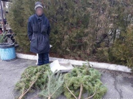 На Луганщине выявили "черных лесорубов" новогодних елок