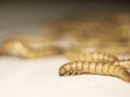 Ученые рассказали о пользе мучных червей