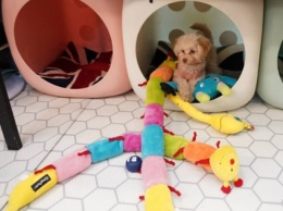 Милота зашкаливает: в сети показали детсад для щенков