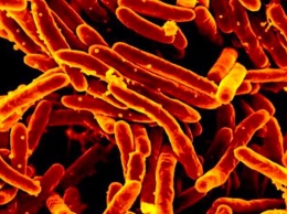 Найден способ обратить устойчивость туберкулеза к антибиотикам