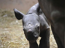 В Сочельник в зоопарке США родился редкий черный носорог (ВИДЕО)
