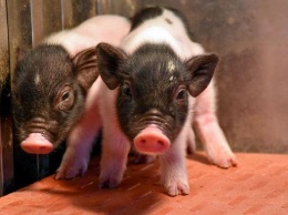 Родились первые свиньи, чьи органы можно пересаживать людям (фото)