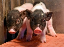 Китайские генетики вырастили свиней с «человеческими» органами