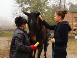 В ожидании жеребят: лошадям из-под Авдеевки, живущим в Запорожской области, нужна посильная помощь (ВИДЕО)