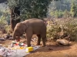 Делиться надо! Голодный слон разогнал людей с пикника и съел их еду (ВИДЕО)