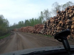 Более 400 тысяч гривен убытков: "черные" лесорубы на Черниговщине вырубили 120 деревьев