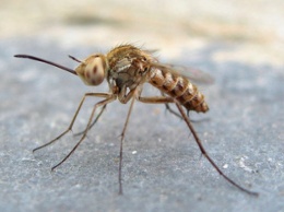 Ученые раскрыли секрет устойчивости комаров к инсектицидам