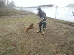 На Днепропетровщине чрезвычайники спасали собаку из ямы, - ФОТО