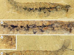 Обнаружен древнейший ископаемый мозг