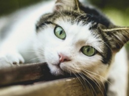 Шесть фактов о кошках, о которых многие никогда не слышали