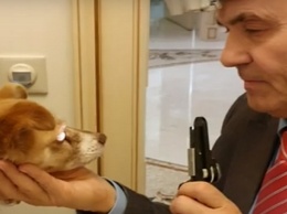 Слепую собаку из Никополя прооперируют, чтобы восстановить зрение