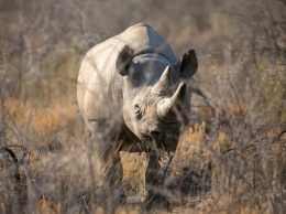 В заповеднике Танзании 27 декабря умер самый старый черный носорог - 57-летняя самка по имени Фауста