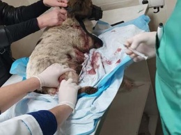 В Кривом Роге подростки вспороли живот собаке, но ее можно спасти