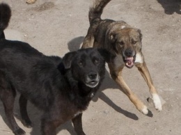 Бродячие собаки «охотятся» на дачников на Херсонщине