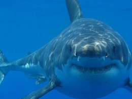 На Сейшелах акула написала на туристку