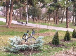 Возле Аллеи Славы в парке Шевченко срезали две ели