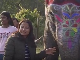 В Непале выбрали самого красивого слона (ВИДЕО)