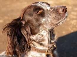 В Великобритании Королевское общество защиты птиц наймет собаку, чтобы защитить морских птиц от крыс