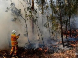 В Австралии возросло число жертв лесных пожаров