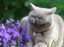 Названы семь самых неприятных для кошек запахов