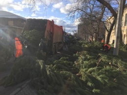 По-свински отнеслись к городу: торговцы бросили нераспроданные елки прямо на одесских улицах