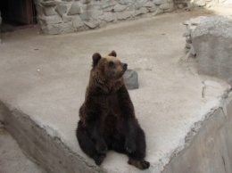 Медведи в Менском зоопарке укладываются спать