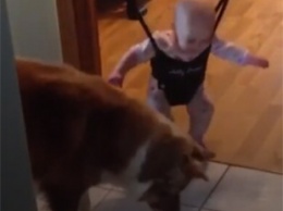 В сети смеются над вирусным видео с "танцем" младенца и собаки