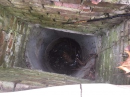 В Виннице спасатели вытащили из канализационного колодца щенка, которого звала его мать