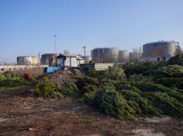 «Город завален»: одесские коммунальщики утилизируют горы непроданных елок