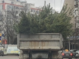 С улиц Одессы вывозят тонны брошенных елок