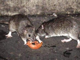 ЧП у столичного метро: полчища крыс спускаются под землю, не смущаясь пассажиров