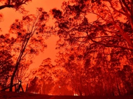 Чудовищные пожары в Австралии: десятки человек и сотни миллионов животных погибли (фото)