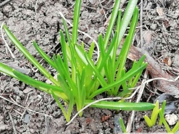 В Николаеве в январе «пришла весна»: растут подснежники и тюльпаны